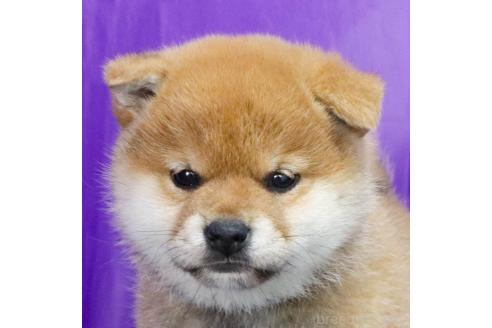 成約済の愛知県の柴犬-363752の3枚目